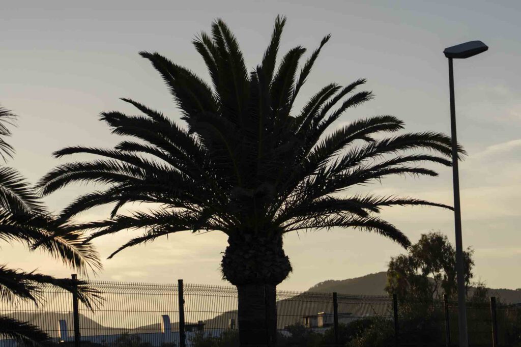 Ibiza Express Party in Paradise 2026, foto 4 door Monutes